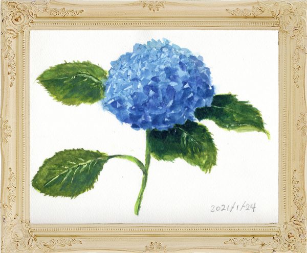 紫陽花１輪（painted on Jan.24,2021）