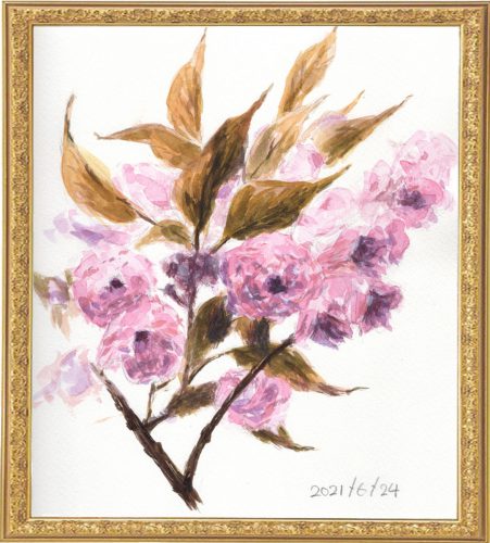 八重桜（painted on Jun.24,2021）